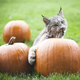 Illustration for article titled Canada Lynx Cub Celebrates Autumn by Nomming Pumpkins